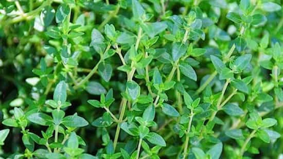 از خواص جادویی آویشن برای ریه چه می دانید؟ از خواص جادویی آویشن برای ریه چه می دانید؟