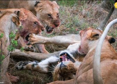 حمله وحشتناک شیرهای ماده به یک شیر نر