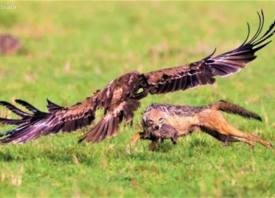 یک شغال توله خود را از چنگال عقاب نجات داد