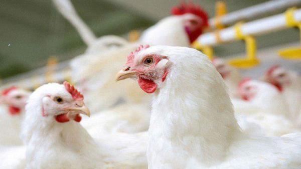 هشدار دامپزشکی درباره شیوع آنفلوانزای پرندگان