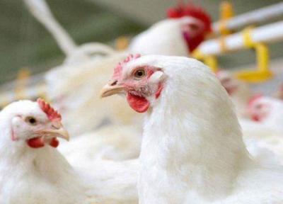 هشدار دامپزشکی درباره شیوع آنفلوانزای پرندگان